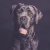 canecorso_molly