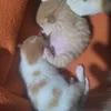meryemamli7