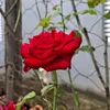 menina_flor07