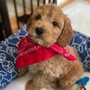 kobe.thecockapoo_1