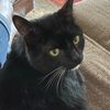 crazycatmom999