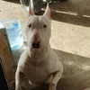 rene.llampa