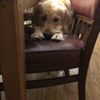 emlovesdogs8