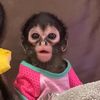 fridathemonkey