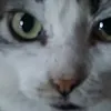 miau0883