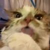 _boop_snoot_