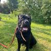 rambothecanecorso