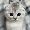 kori_the_bengal