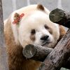 lily_tjiang