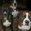 jessboxerdogs