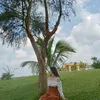 nguyenloananh828