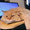 cramming______
