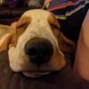 rexxar_the_basset_hound