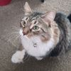 theunknowncat4
