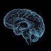 cerveau_0001