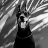 doberman_stels