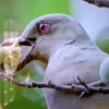 rosicontahistoria