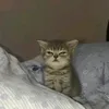 pingu0_3