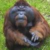.mr.orangutang