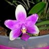 971phaleanopsis