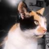 carolofthemeows