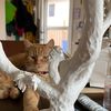 claycatz