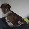 odenshangover