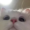 dank_cat_meme