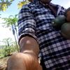 thaifarm2