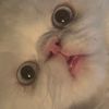 moggetgrimalkins