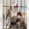 ciupekthebunny