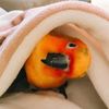 apple.sunconure