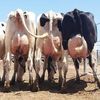 EastAfrica dairyCattle Limited