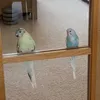 Bart&Bluey