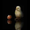 theptipoussin