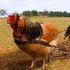 zvzov_goyda