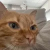 jotape_socapa