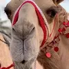 moham94_