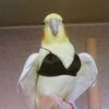 sapphire_parrot