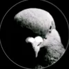 pombo.do.governo11