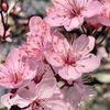 rara_sakura87