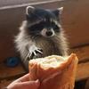 raccoons.and.burnt.bread