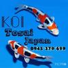 ca_koi_nam_dinh