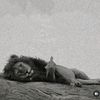 noval_syahh