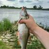 beaver_fishing