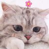 nvyfnyy_