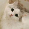 sukaa_matchaa11