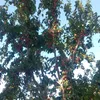 _aliyeva07_