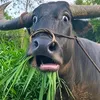 ruoimuoivoveonao