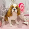 maisiethecav